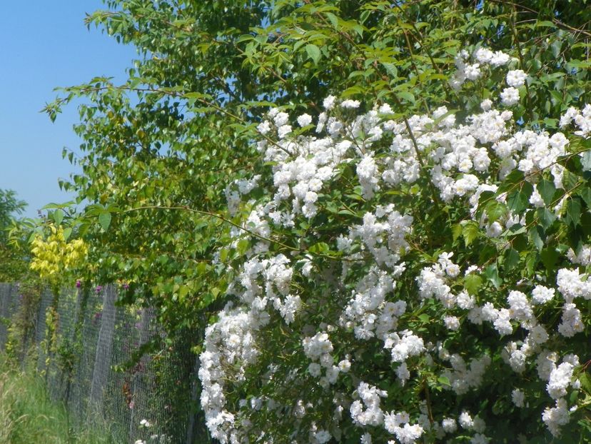Paul's Himalayan Musk - Trandafiri 2019 3