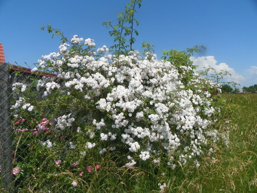 Paul's Himalayan Musk nr. 2 - Trandafiri 2019 3