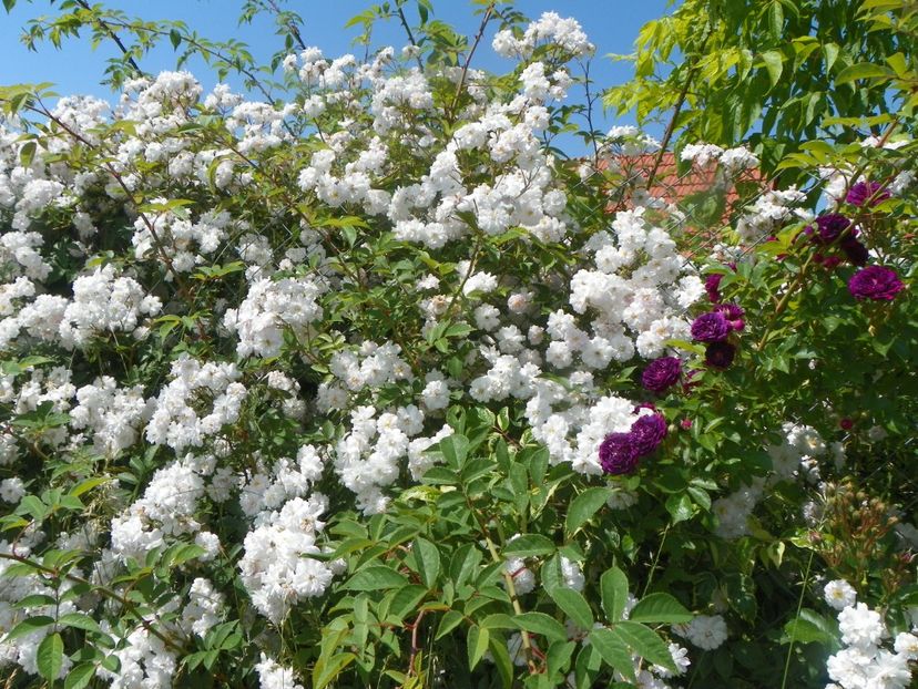 Paul's Himalayan Musk nr. 2, Bleu Magenta - Trandafiri 2019 3