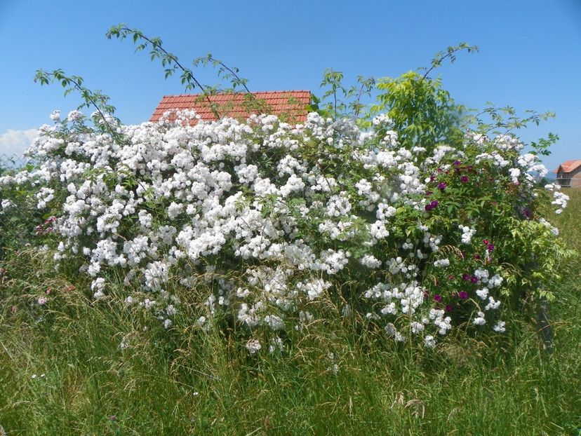 Paul's Himalayan Musk nr. 2 - Trandafiri 2019 3