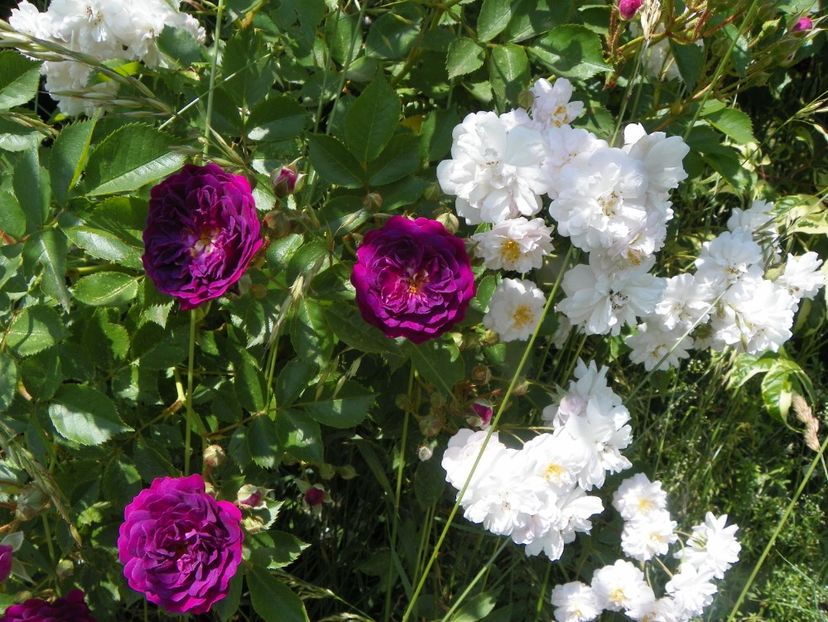 Paul's Himalayan Musk nr. 2, Bleu Magenta - Trandafiri 2019 3