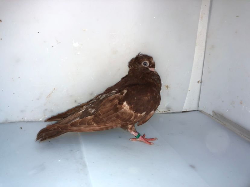 6882  femelă  2019 - Plecați ALBUM 2