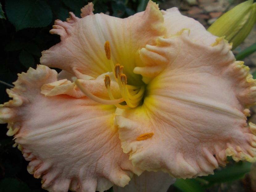 'Jacqueline Kennedy Onassis - Hemerocallis 2019