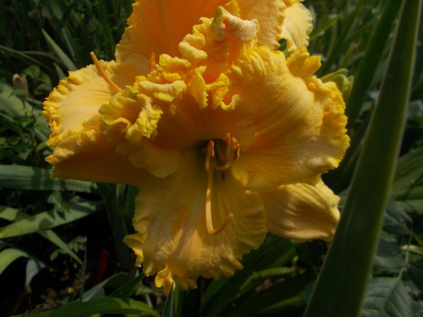Larry Grace - Hemerocallis 2019
