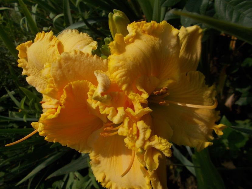 Larry Grace - Hemerocallis 2019