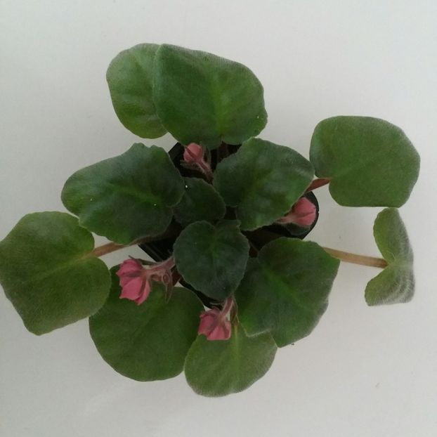 20190624_152340-1 - EK Indian Summer