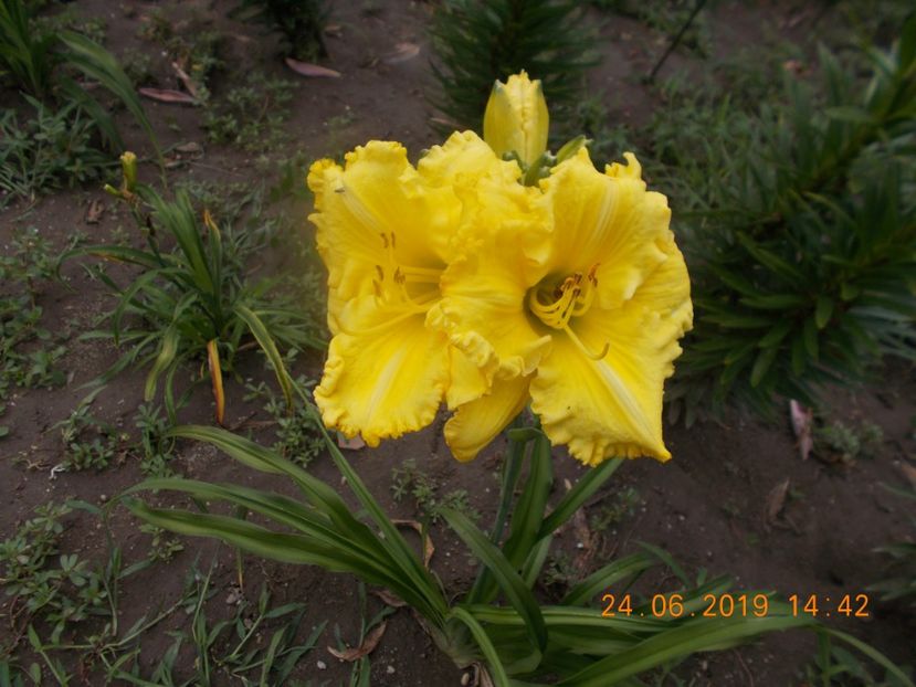 T.M.MK-r5,3-hello sunshine - HEMEROCALLISI-2019