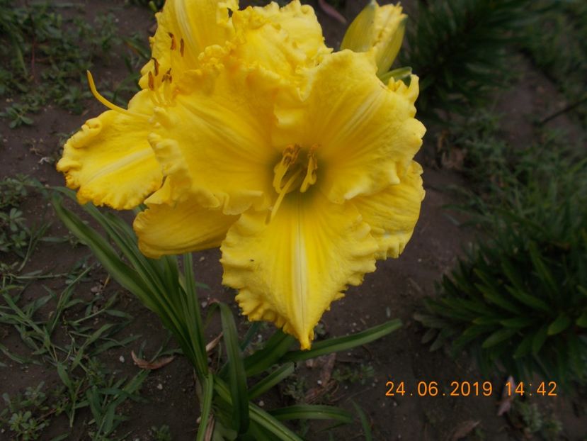  - HEMEROCALLISI-2019