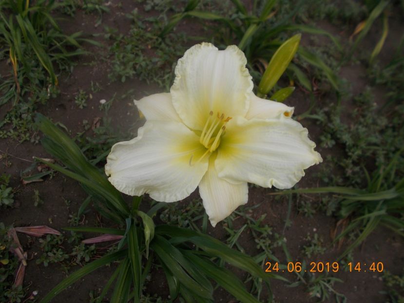 T.M.MK-r5,5-gentle shepard - HEMEROCALLISI-2019