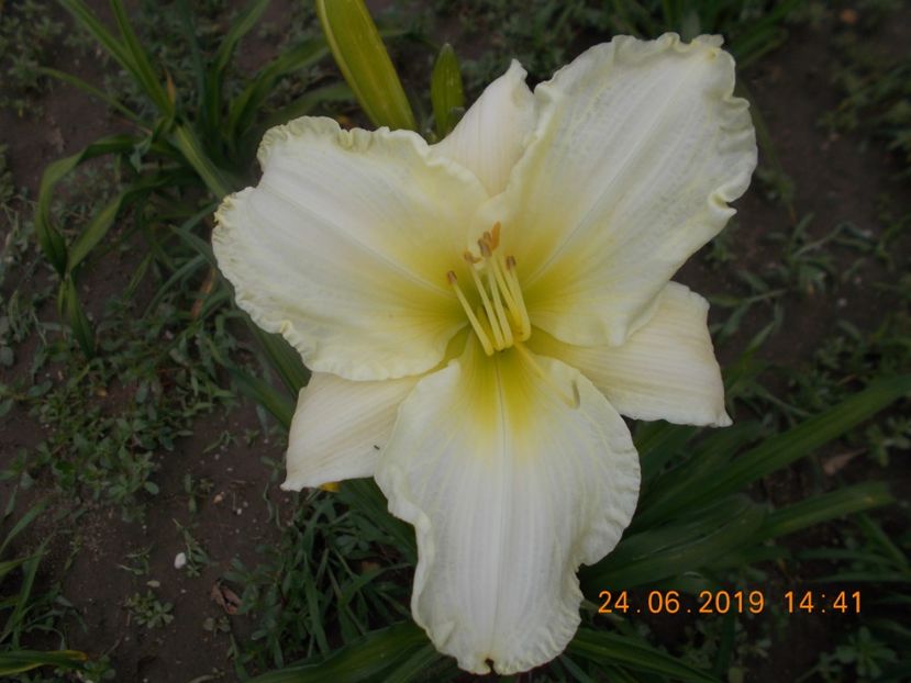  - HEMEROCALLISI-2019