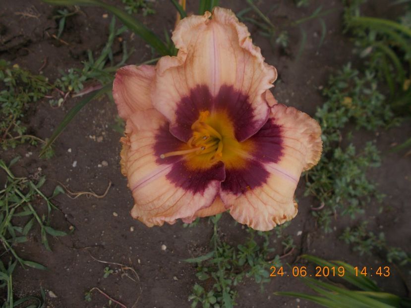 T.M.MK-r4,2-orchid candy ? - HEMEROCALLISI-2019