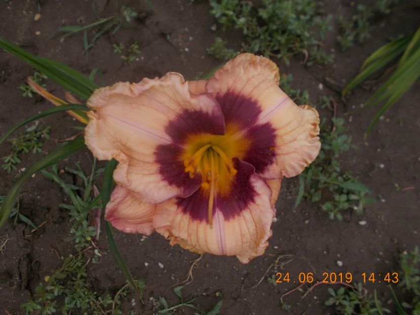  - HEMEROCALLISI-2019