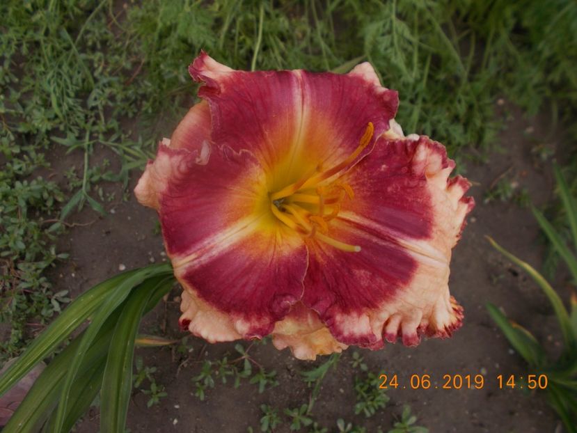 T-r2,8- - HEMEROCALLISI-2019