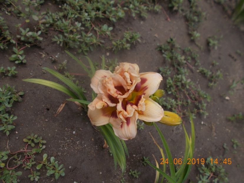  - HEMEROCALLISI-2019