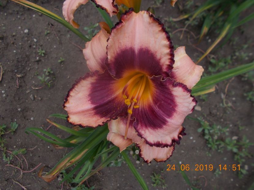  - HEMEROCALLISI-2019