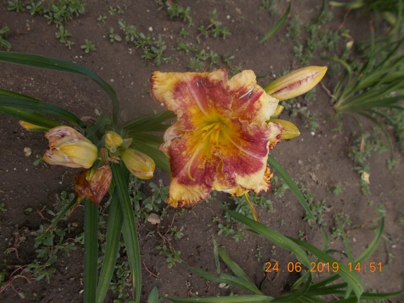 T-r4,4-oustanding----batut de grindina - HEMEROCALLISI-2019