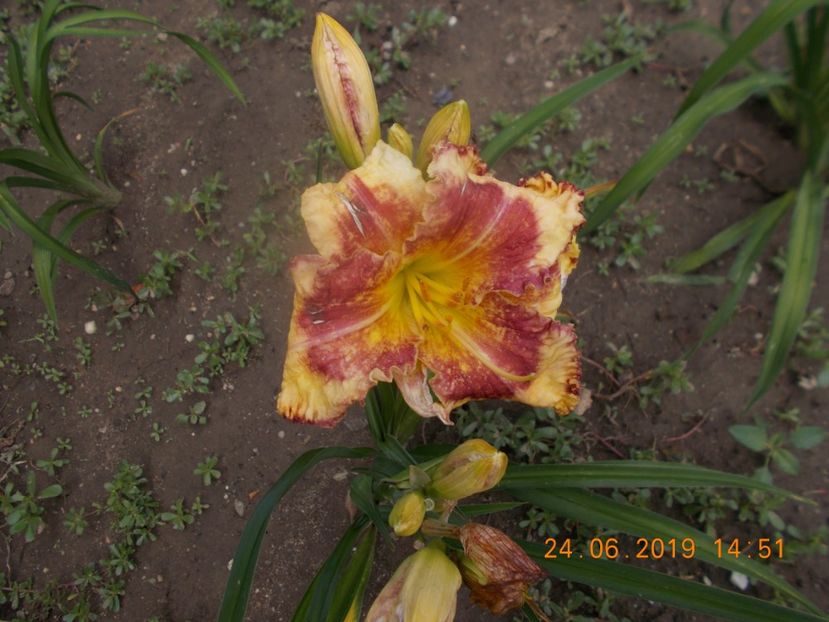  - HEMEROCALLISI-2019