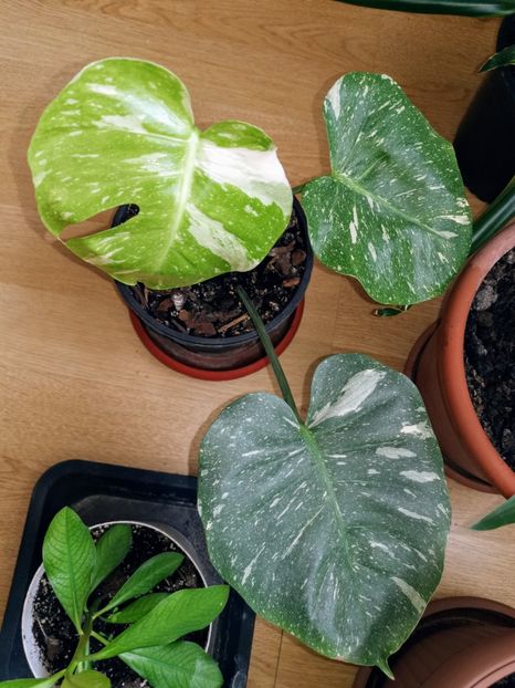 Monstera variegata Thai Constelation 300 ron - Vandute