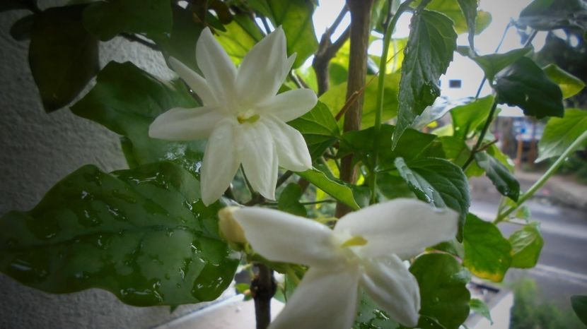 "Sambac grandiflorum" - Stelute