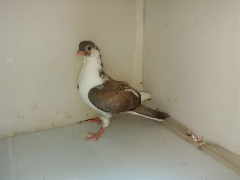 6954  femelă  2019 - Plecați ALBUM 2