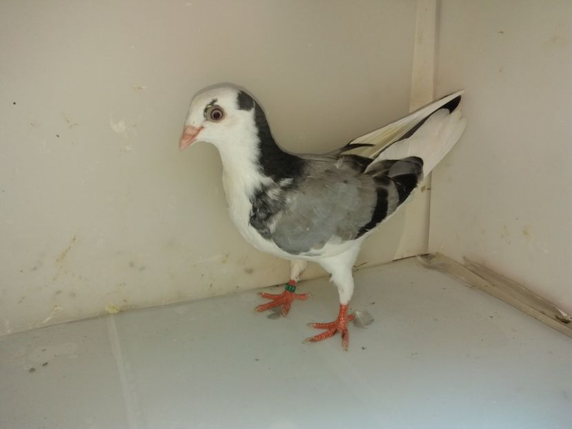 6909  femelă  2019 - Plecați ALBUM 2