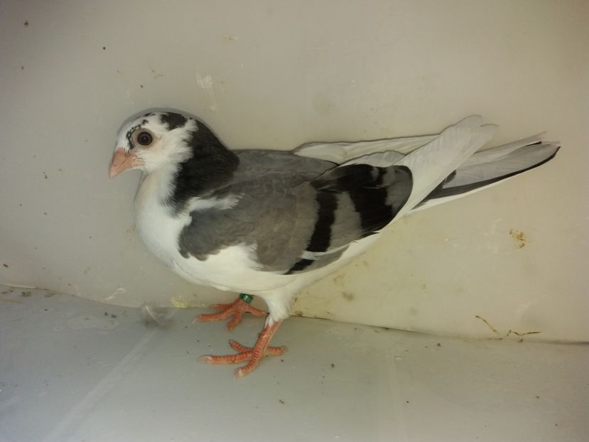 6952  mascul  2019 - Plecați ALBUM 2