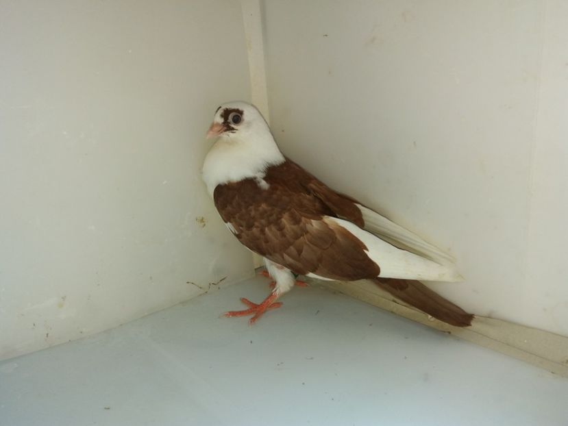 6955  mascul  2019 - Plecați ALBUM 2