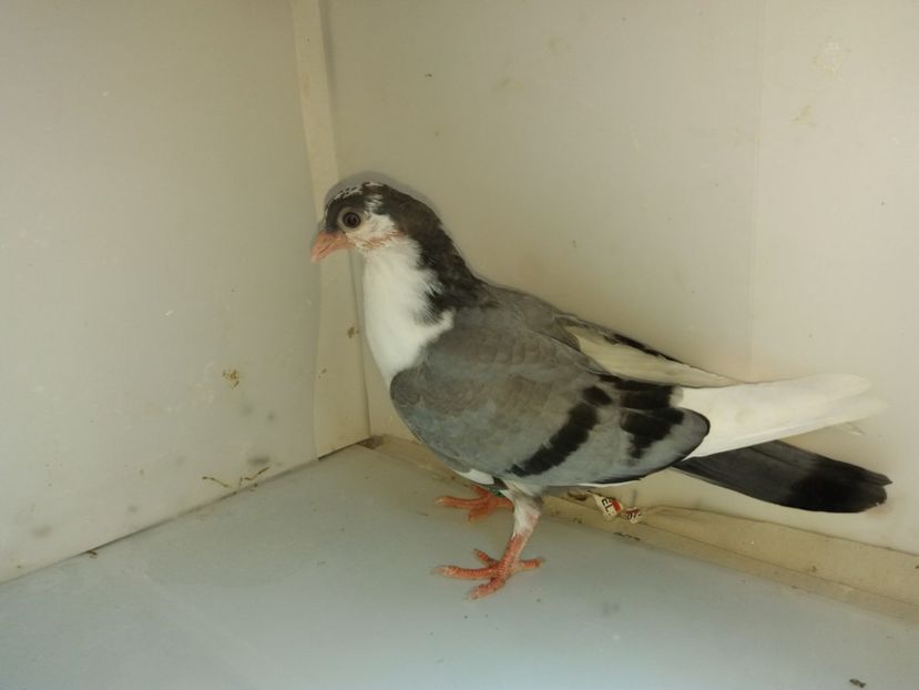 6945  mascul  2019 - Plecați ALBUM 2