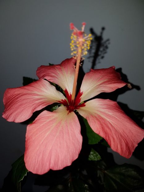  - Hibiscus Storcki