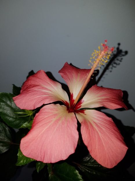  - Hibiscus Storcki