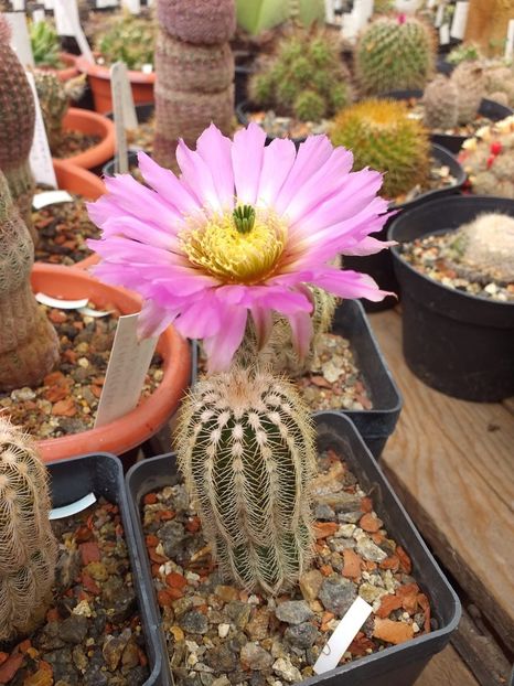 IMG-20190624-WA0015 - Cactusi înfloriti 2019