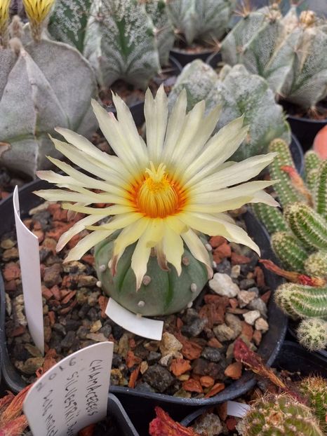 IMG-20190624-WA0003 - Cactusi înfloriti 2019