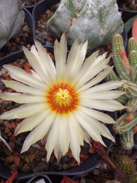 IMG-20190624-WA0005 - Cactusi înfloriti 2019