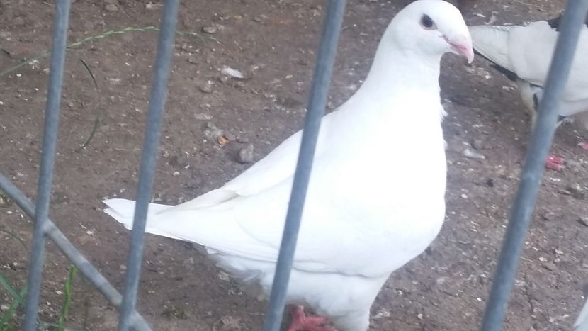 Pui 2019 - Agh vanduti 2019-2020-2021-2022-2024 2025