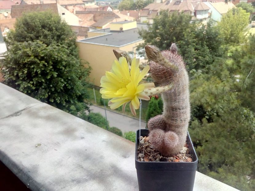 IMG-20190611-WA0002 - Cactusi înfloriti 2019