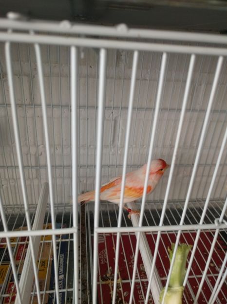  - 00 Canari de culoare