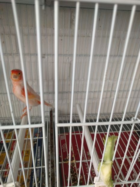  - 00 Canari de culoare