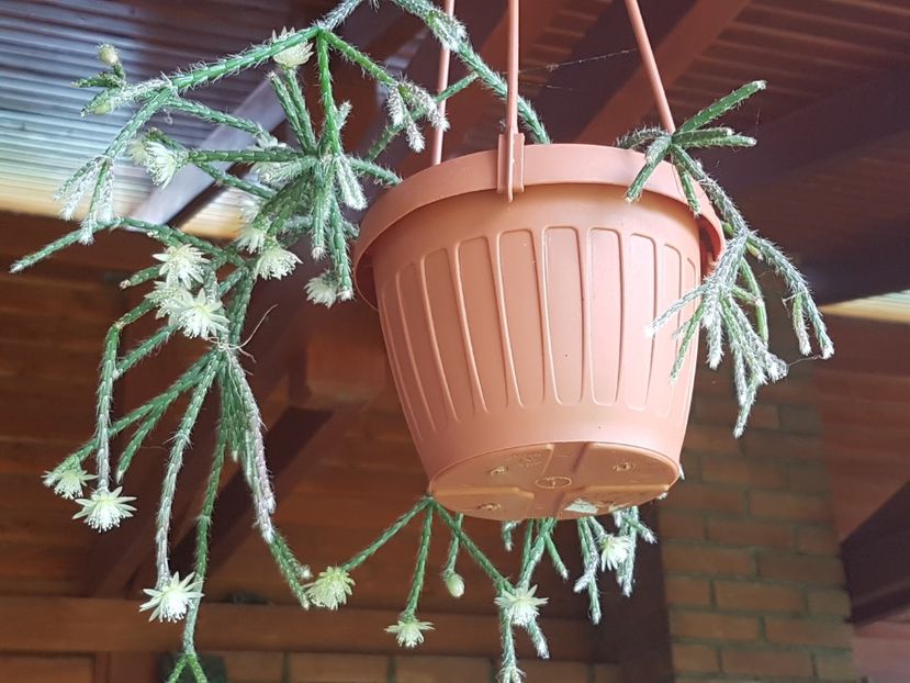 Inflorirea de vara...mult mai frumoasa! - Rhipsalis pilocarpa