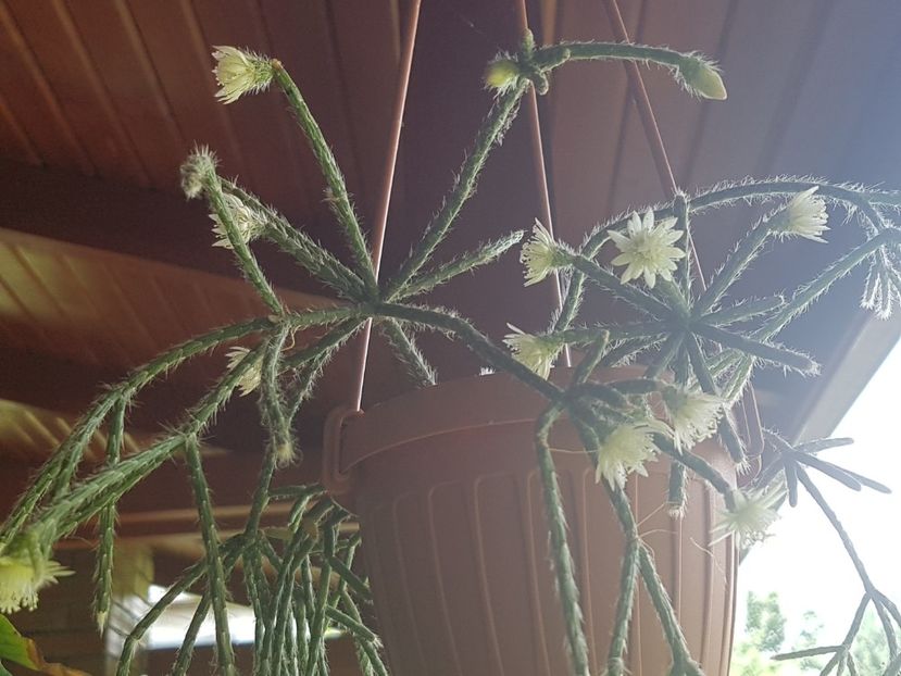  - Rhipsalis pilocarpa