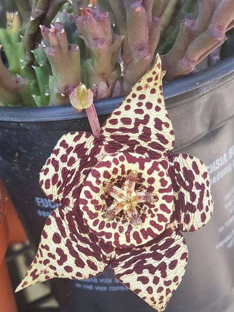 Stapelia variegata - Stapeliade 2018-2021-2022