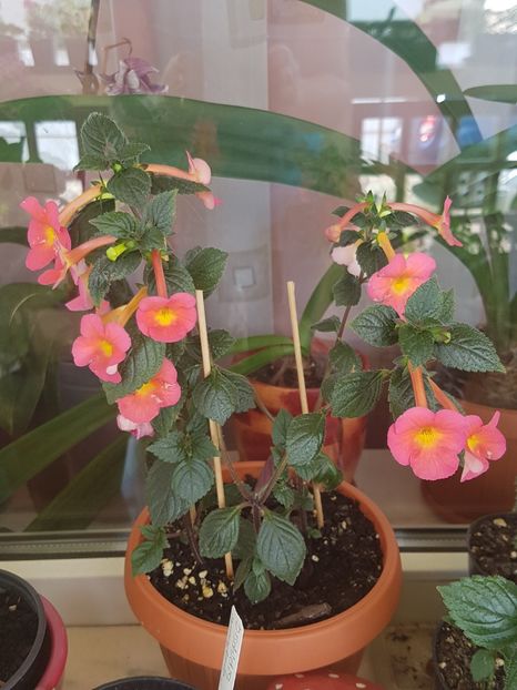 Peach cascade - Achimenes 2019