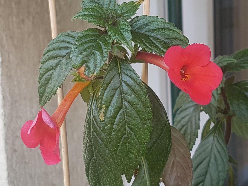 Orange delight - Achimenes 2019