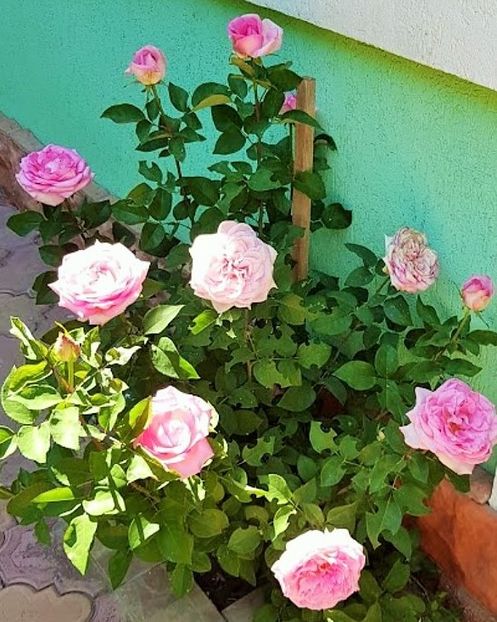  - U-GRADINA MEA