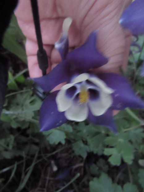  - A A Flori de gradina 1