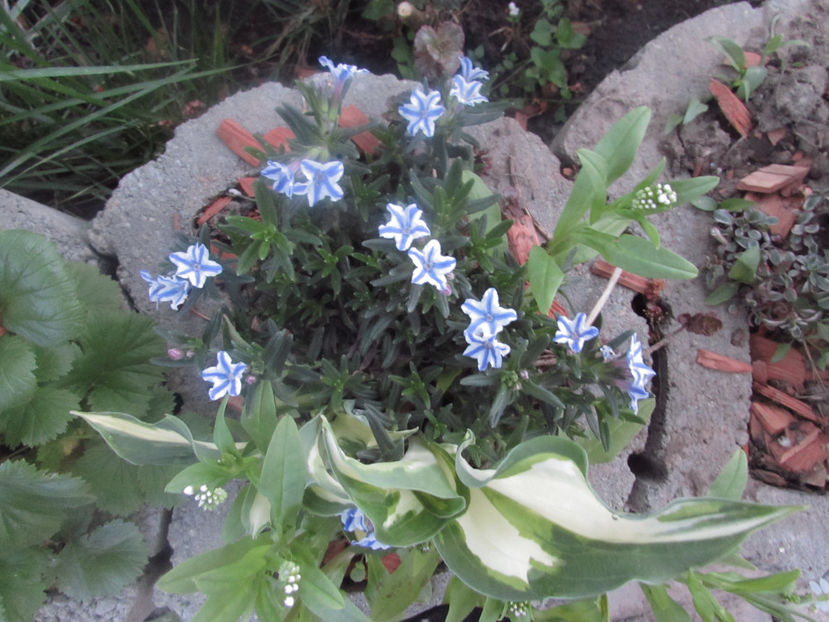  - A A Flori de gradina 1