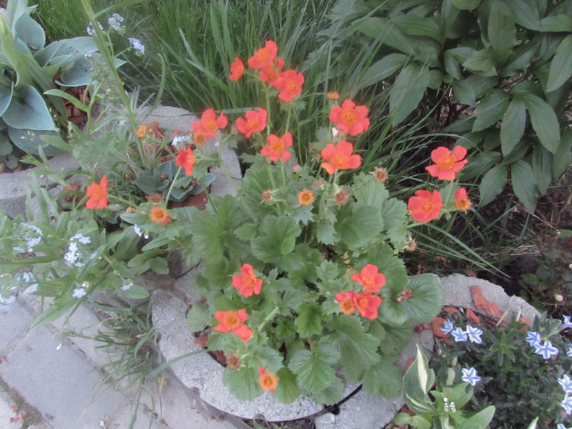  - A A Flori de gradina 1