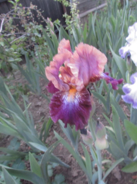  - A A Flori de gradina 1