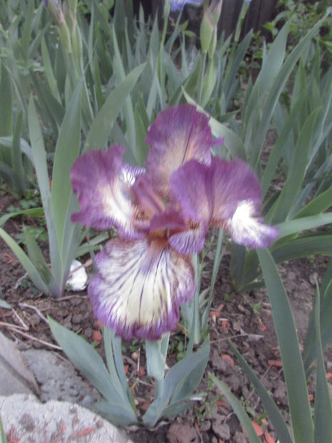  - A A Flori de gradina 1