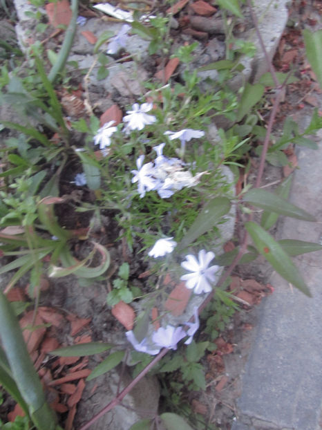  - A A Flori de gradina 1