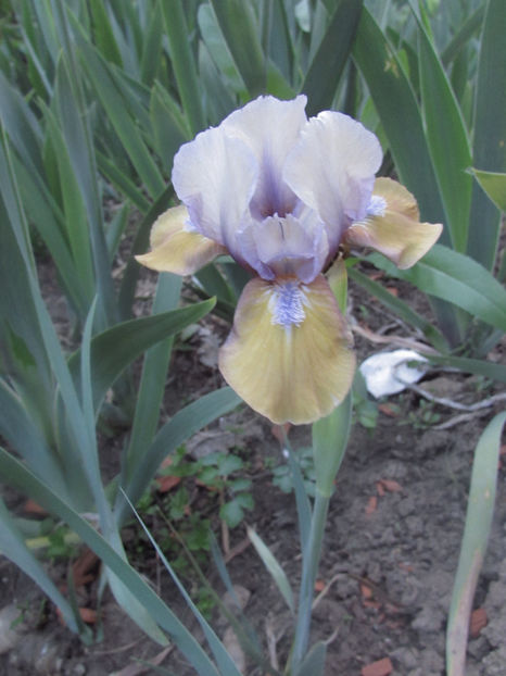  - A A Flori de gradina 1